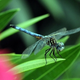 Illustration for article titled Shooting Challenge: Bugs Gallery (Part 5)